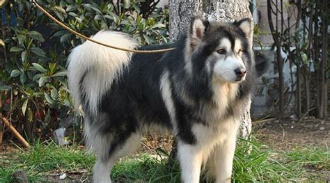 阿拉斯加雪橇犬价格很透明，多少钱一只分幼犬/成年犬-宠物主人