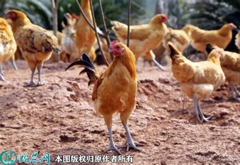 普洱市墨江县：瑶鸡养殖增收益_云南省农业农村厅