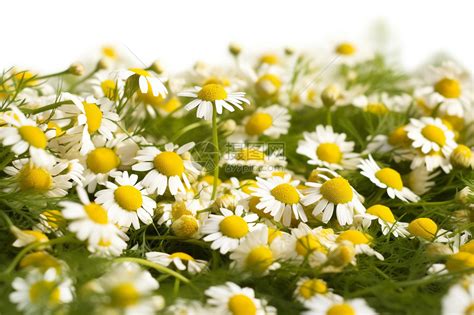 甘菊头像非主流