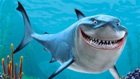 鲨鱼不吃海豚吗 为什么海豚不怕鲨鱼_法库传媒网