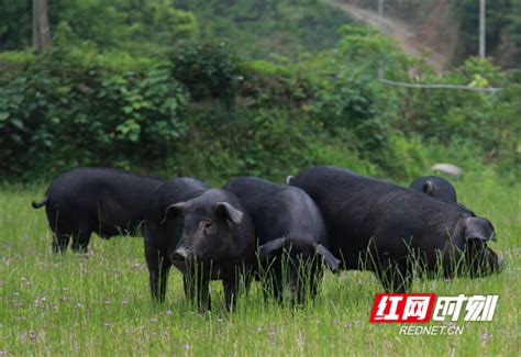 湘村黑猪入选国家重点扶持生猪品种名单_经济_娄底站_红网