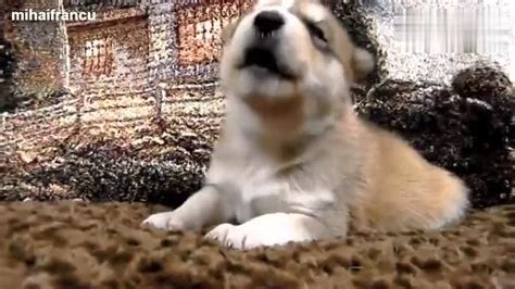 超级可爱的小狗狗叫声搞笑视频