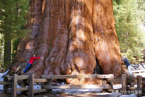 地球上最长寿的树【9500岁】 – 艺树繁花