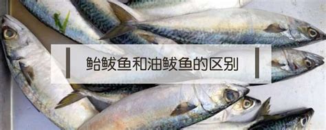 日本特色美食中的鰤鱼！你知道一条鰤鱼有多大吗？_平政