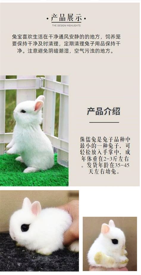 侏儒兔分辨,侏儒兔卡通,侏儒兔壁纸_大山谷图库