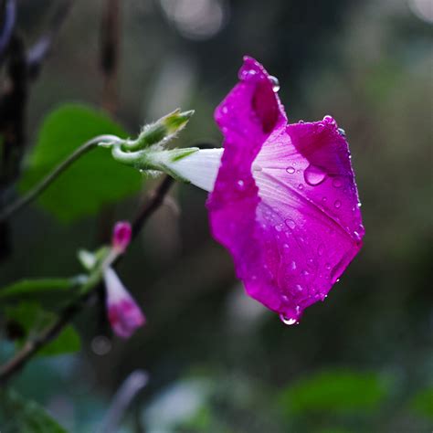 雨后清晨图片空气,雨后清晨图片,雨后清晨图片农村_大山谷图库