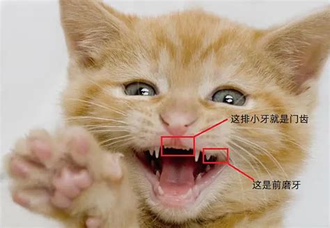猫咪和人类年龄对照表（老年猫的饲养与护理） - 胖萌舍宠物网