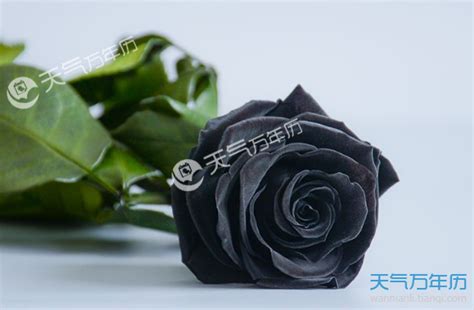 黑玫瑰花语是什么 黑玫瑰适合送什么人_万年历