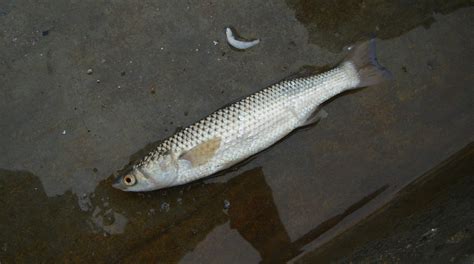 梭子鱼（一种金梭鱼科魣属的条鳍鱼） - 搜狗百科