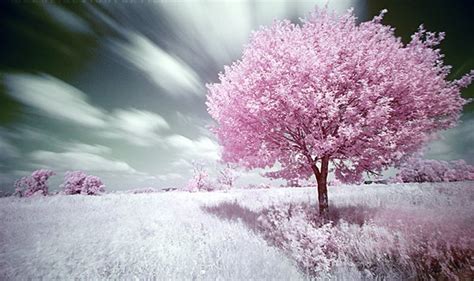 春天农村草甸上一棵开花的树高清图片下载-正版图片507268945-摄图网