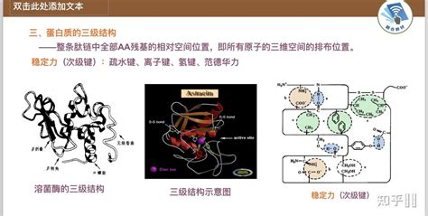 张文彬课题组在拓扑蛋白质的合成和表征方面取得重要进展_科研进展_北京大学化学与分子工程学院