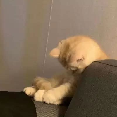 非主流懒猫咪头像