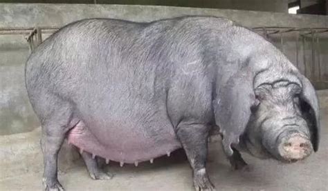 世界上最大的猪有多大？最大的家猪重900公斤_巴拉排行榜