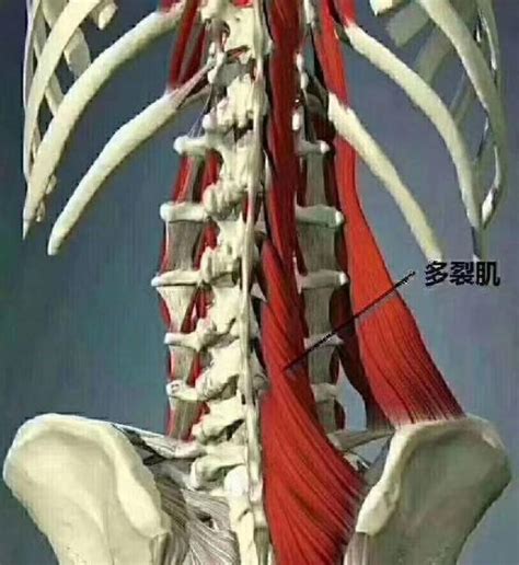 多裂肌的位置图图片