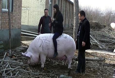 Big pig | Stock Photo | Colourbox