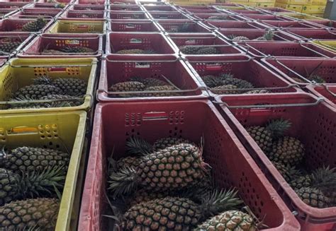 台湾菠萝降价竞争出口日本 究竟是怎么一回事？【图】_苏州都市网