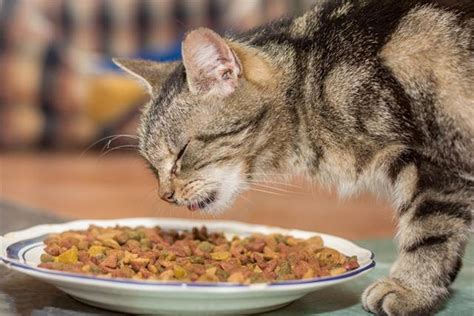 这六种食物不要给猫吃，轻则生病，重则丧命 - 知乎