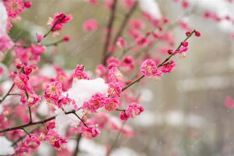 墙角数枝梅，凌寒独自开—梅影寻踪，诗画合璧的梅花图集|早梅|词人|红梅_新浪新闻