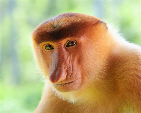 【猴子摄影图片】生态摄影_天高云淡_太平洋电脑网摄影部落