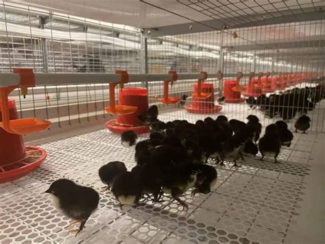 四川自贡大安第四代笼养式鸡棚建成投产 预计年出栏肉鸡26万羽以上__财经头条