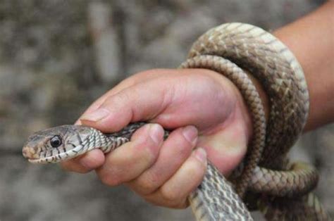 蛇也会蜕皮？澳洲妇女在后院发现1米多长的大蛇皮，蛇却不见了|蜕皮|后院|大白鹅_新浪新闻
