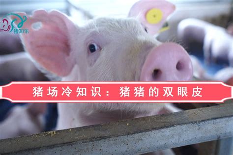 猪场冷知识：猪猪的双眼皮—猪知乐_凤凰网视频_凤凰网