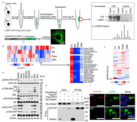 Cancer Res|蛋白组学 多组学 肝癌患者肿瘤 发生和转移机制研究 - 知乎