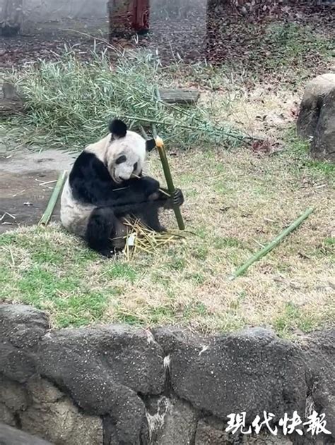 现场镜头：丫丫回国后首次露面 圈舍摆满竹子 回家后吃饭吃得好香_腾讯视频