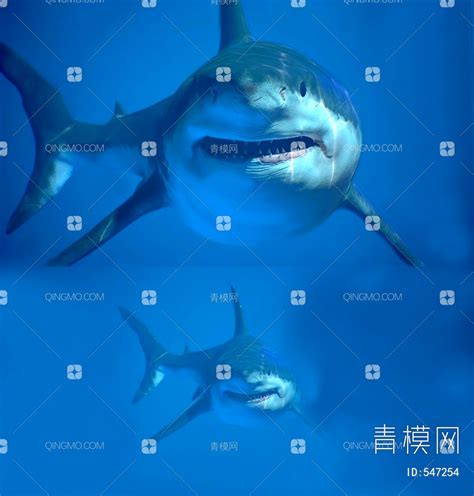 【鲨鱼3D模型】-现代VR有灯光有贴图MAX2014鲨鱼3d模型下载-ID547254-免费3Dmax模型库 - 青模3d模型网