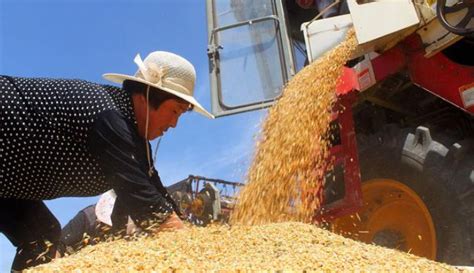 再创新高！“铜麦6号”亩产770.94公斤！累计在全国推广超千万亩 - 西部网（陕西新闻网）