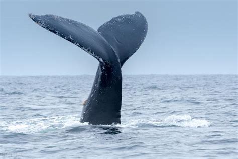 鲸鱼宝宝有多大，鲸鱼宝理财安全吗2022 | 青犬快查