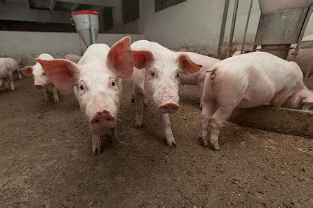 养猪场家畜工业小猪哺乳动物团体饲养农场配种猪肉母猪高清图片下载-正版图片320902195-摄图网