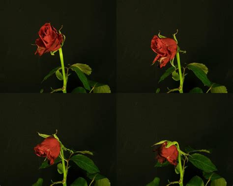 大红玫瑰花图片