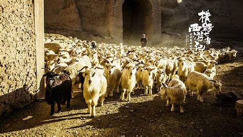 打造呼伦贝尔羊肉节，天猫正宗原产地溯源天然草原羊_TOM资讯