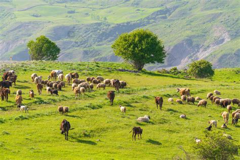 内蒙古牛羊肉文化之牧民生活