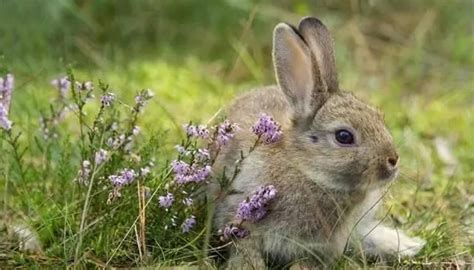草地上的兔子高清图片下载-正版图片501474127-摄图网