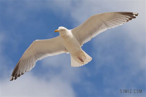【飞翔的秀眼小鸟摄影图片】生态摄影_太平洋电脑网摄影部落