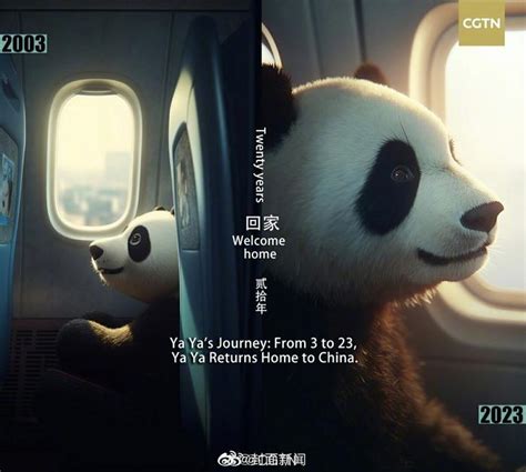 欢迎回家！丫丫回国航线是熊猫趴在飞机上