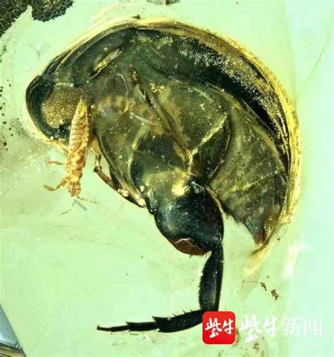 南京专家“抓获”一亿年前的“采花大盗”|琥珀|古生物_新浪新闻