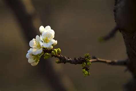 春日诗词大会，忽如一夜春风来，千树万树梨花开，梨花的诗句汇总 - 知乎