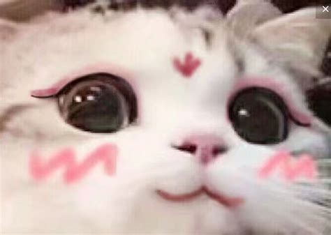 温柔害羞猫咪头像女生