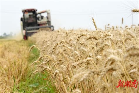 陕西小麦收获进度过八成 - 西部网（陕西新闻网）