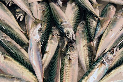 沙丁鱼是一种在鱼贩中很容易找到的鱼高清图片下载-正版图片506579568-摄图网