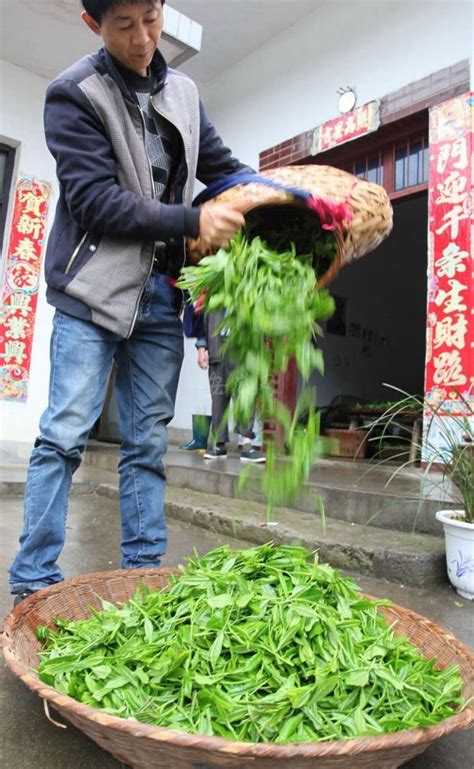 安徽黄山：太平猴魁开采 手工制茶香飘万里