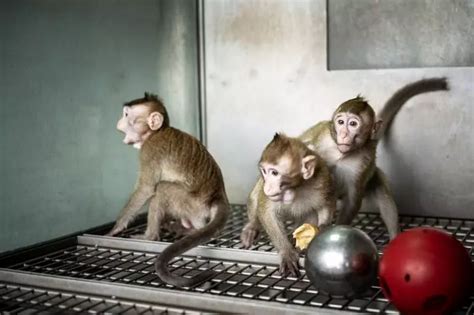 体细胞克隆猴在中国诞生，我们离克隆人还有多远? - 知乎