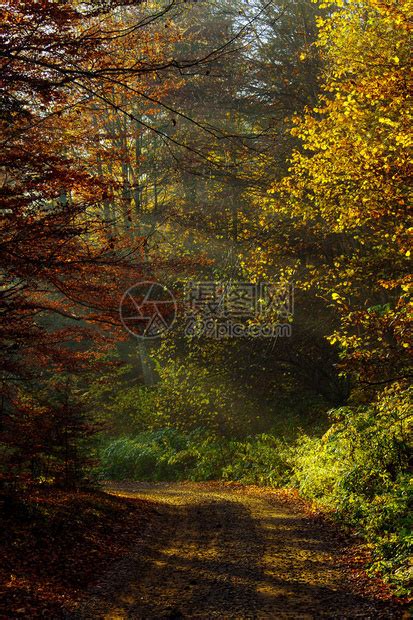 充满多彩和明亮的秋天深处森林高清图片下载-正版图片506670928-摄图网