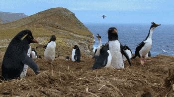 企鹅群里有特务，企鹅们搞蒙了，第3集_腾讯视频