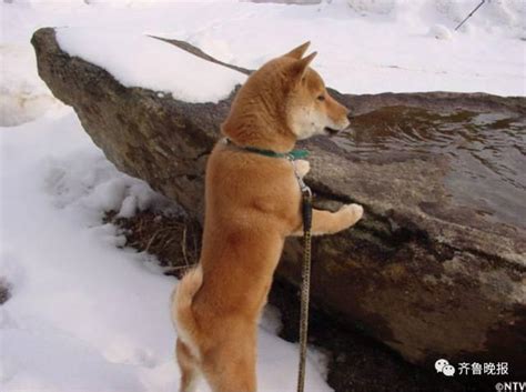 柴犬北登图片