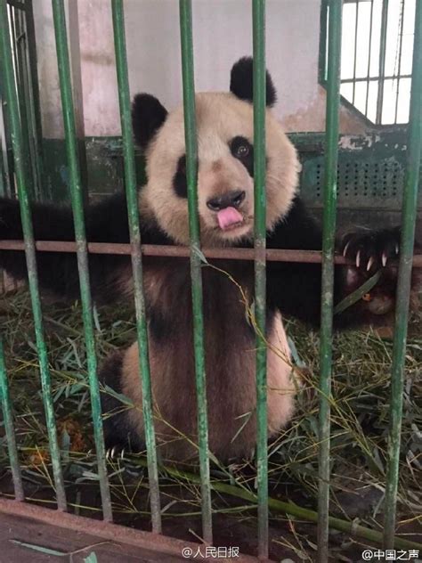 兰州动物园回应“大熊猫遭虐待”：不慎被竹子刺伤_手机凤凰网