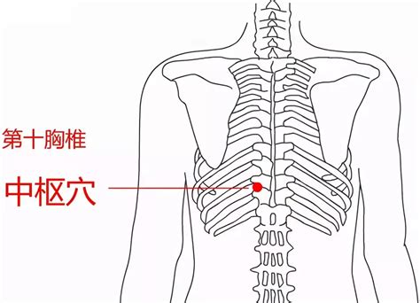 督脉的准确位置图图片 督脉的准确位置图图片
